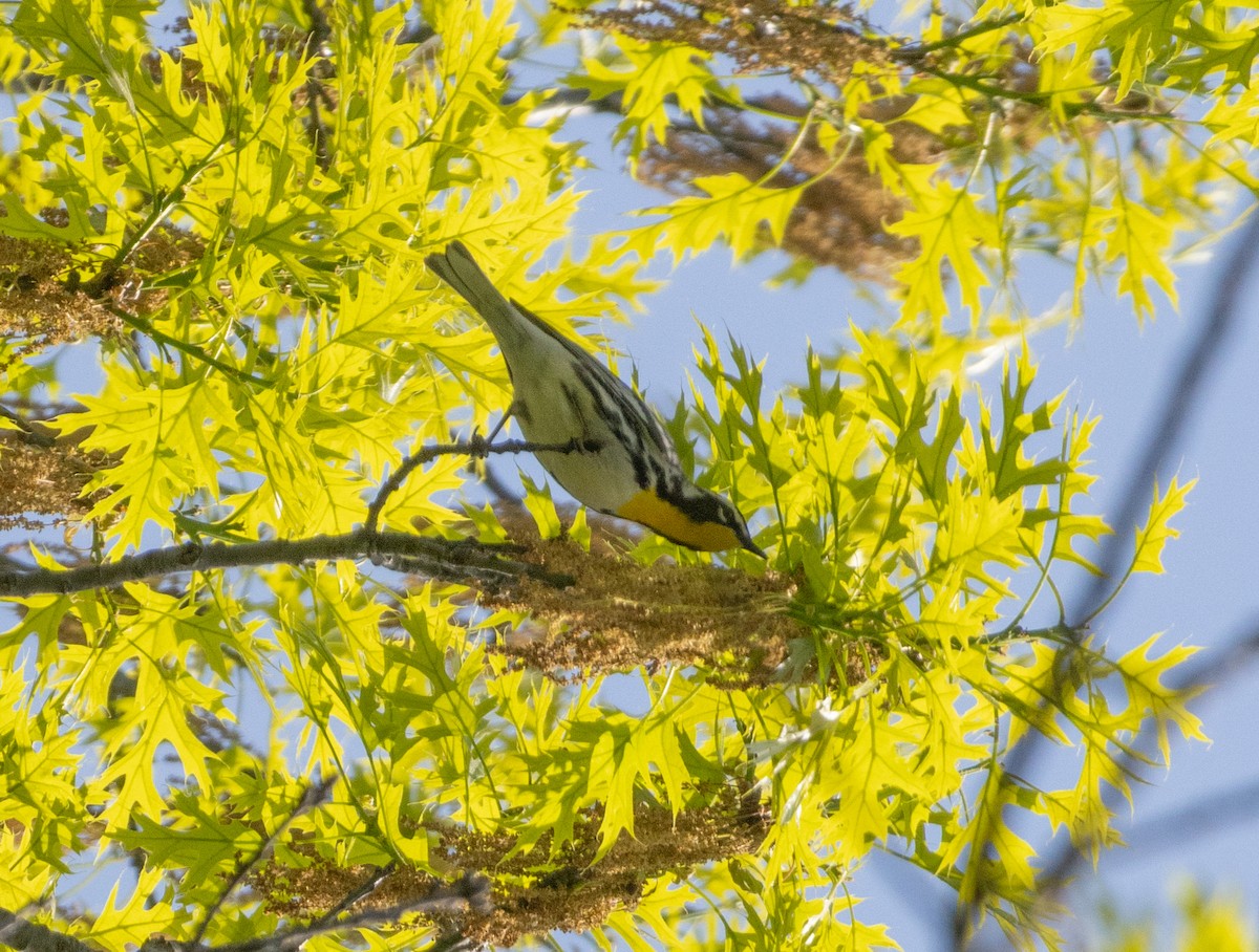 Yellow-throated Warbler - ML618174124