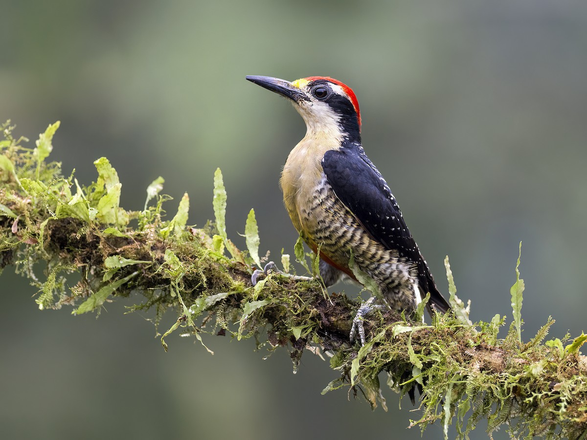 Black-cheeked Woodpecker - ML618174179