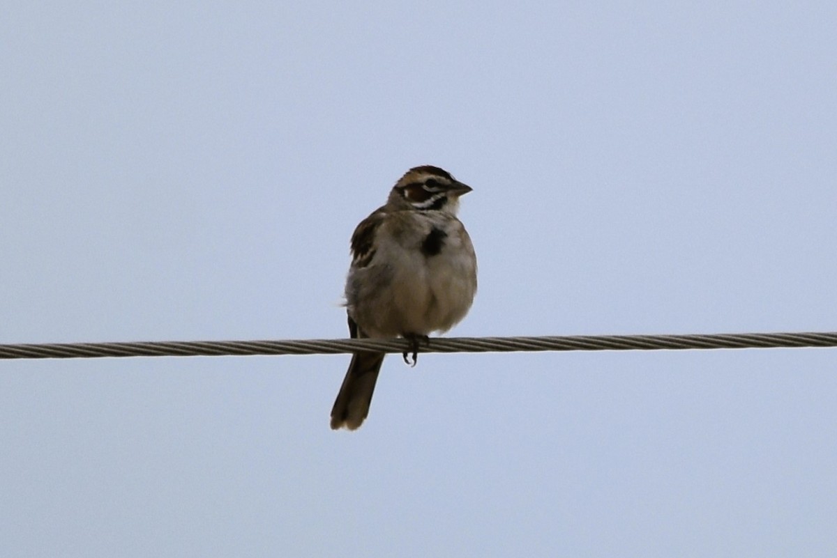 Lark Sparrow - Mark Greene
