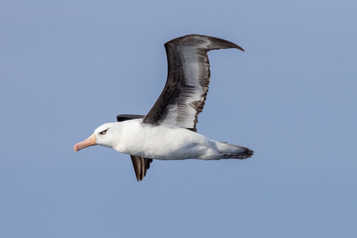 Albatros à sourcils noirs - ML618174205