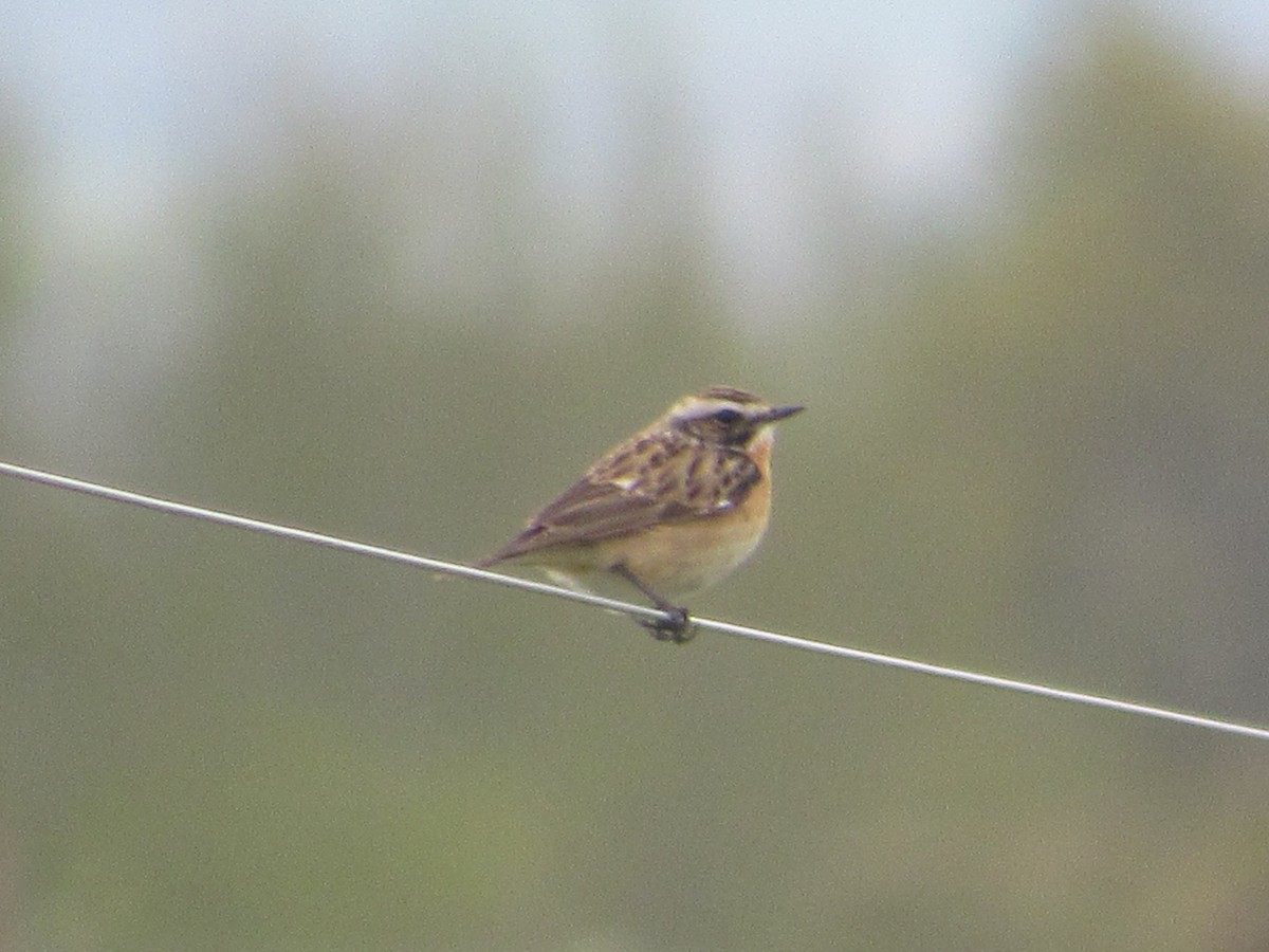 Whinchat - ML618174276