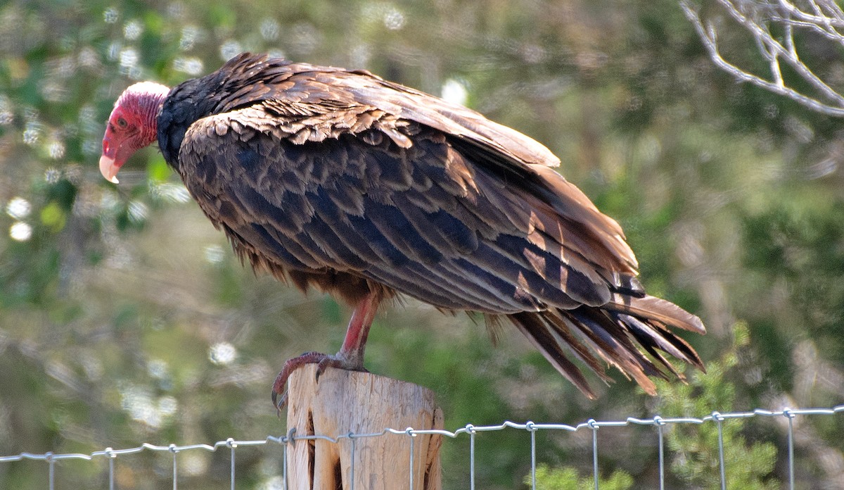 Turkey Vulture - Kenneth Butler