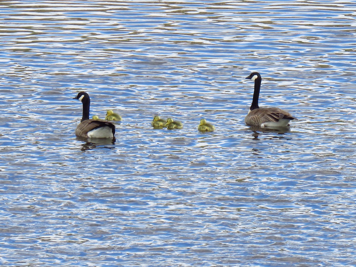 Canada Goose - The Lahaies