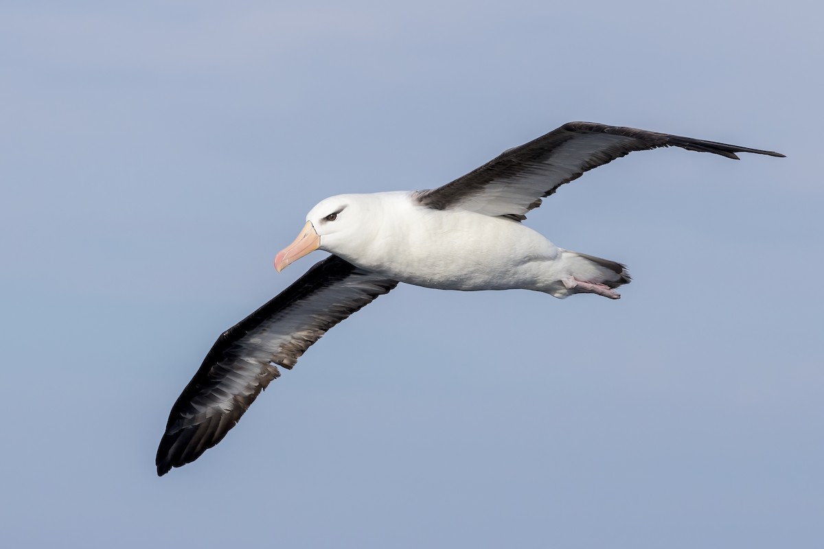 Albatros à sourcils noirs - ML618174285