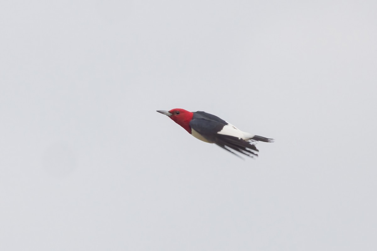 Red-headed Woodpecker - Sean Williams