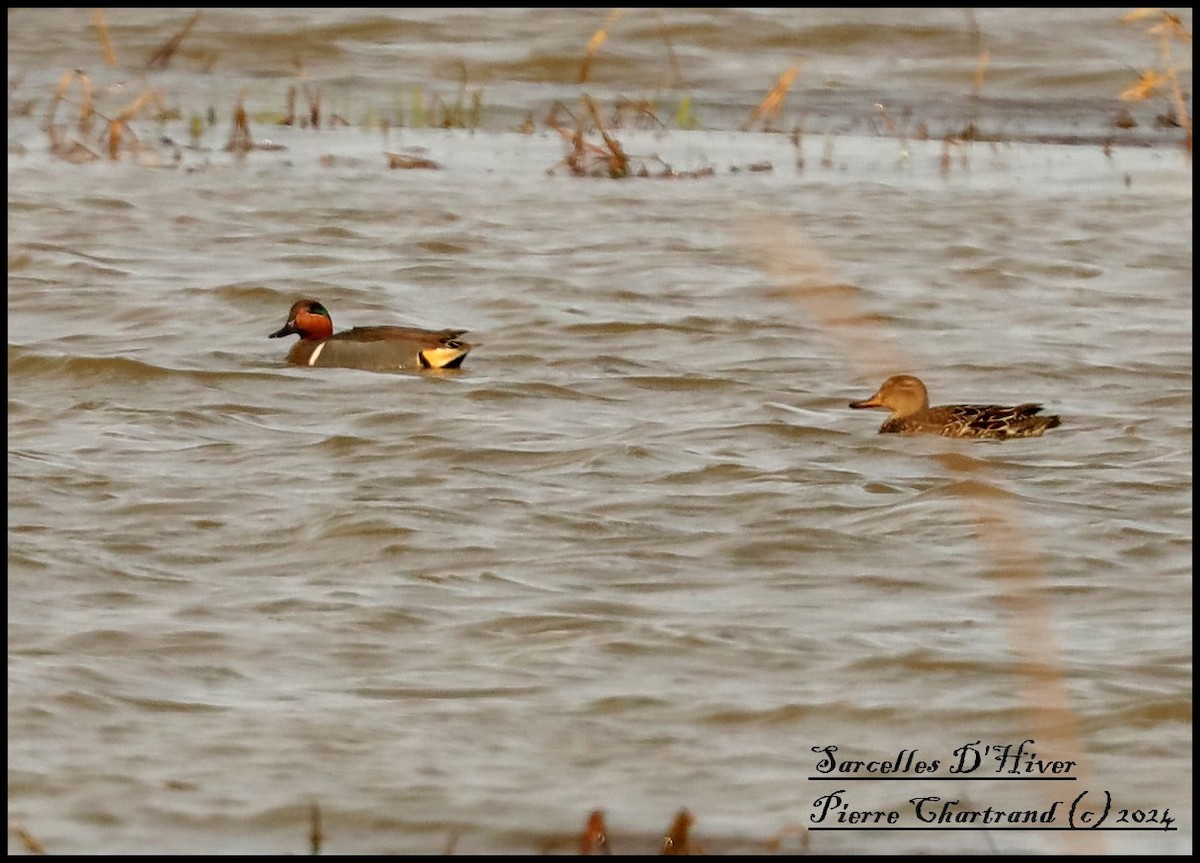 Green-winged Teal - pierre chartrand