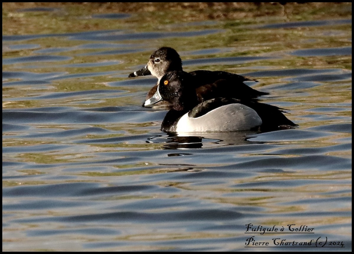 Ring-necked Duck - pierre chartrand
