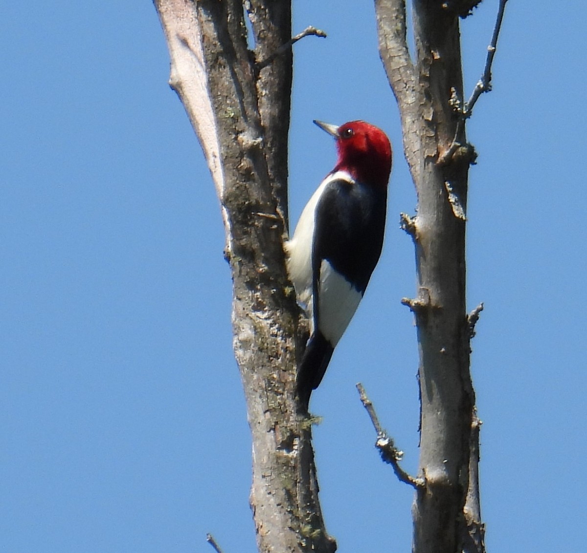 Red-headed Woodpecker - Rosemary Joslin