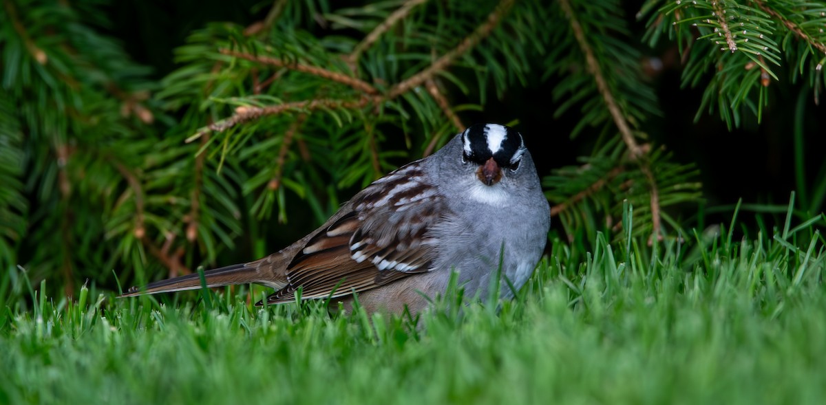 White-crowned Sparrow - ML618174309