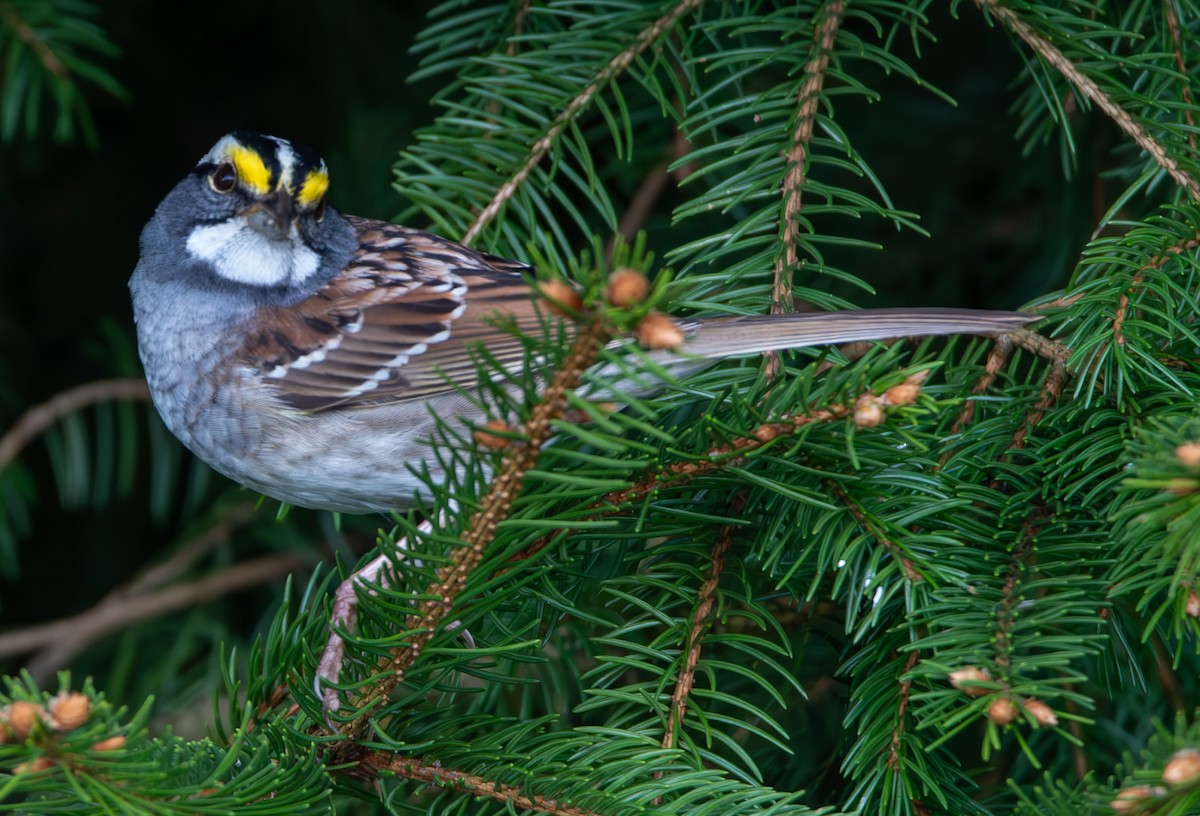 White-throated Sparrow - ML618174321