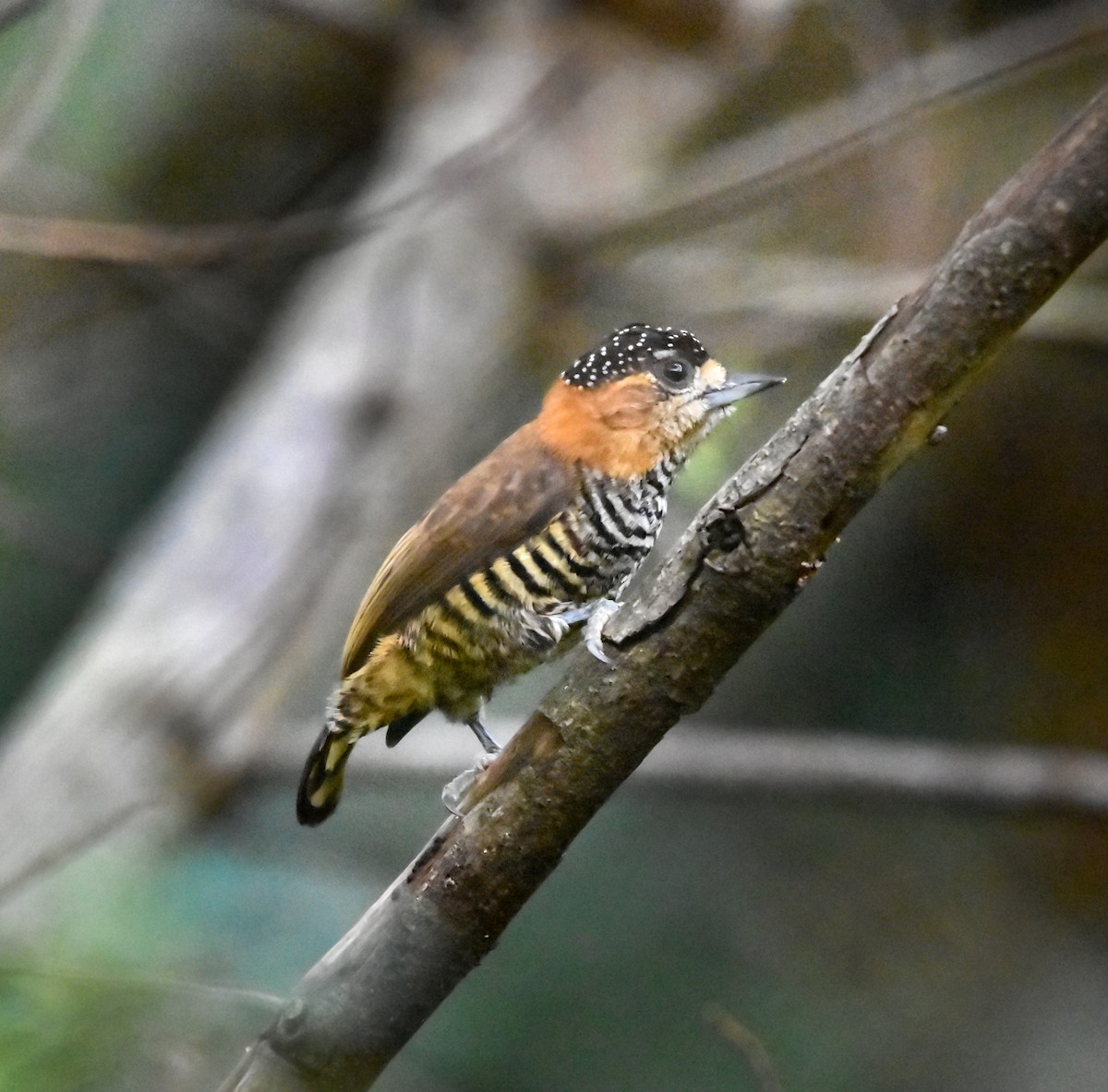 Ochre-collared Piculet - ML618174328