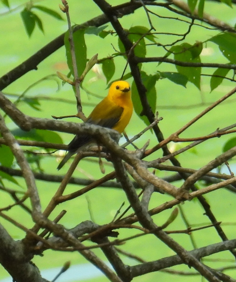 Prothonotary Warbler - ML618174335