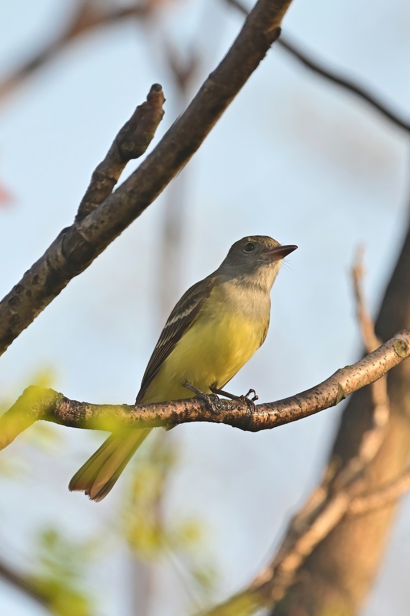 Great Crested Flycatcher - ML618174337