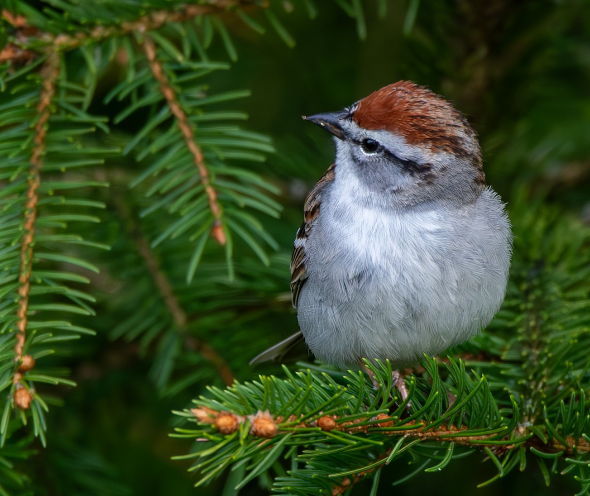 Chipping Sparrow - ML618174389