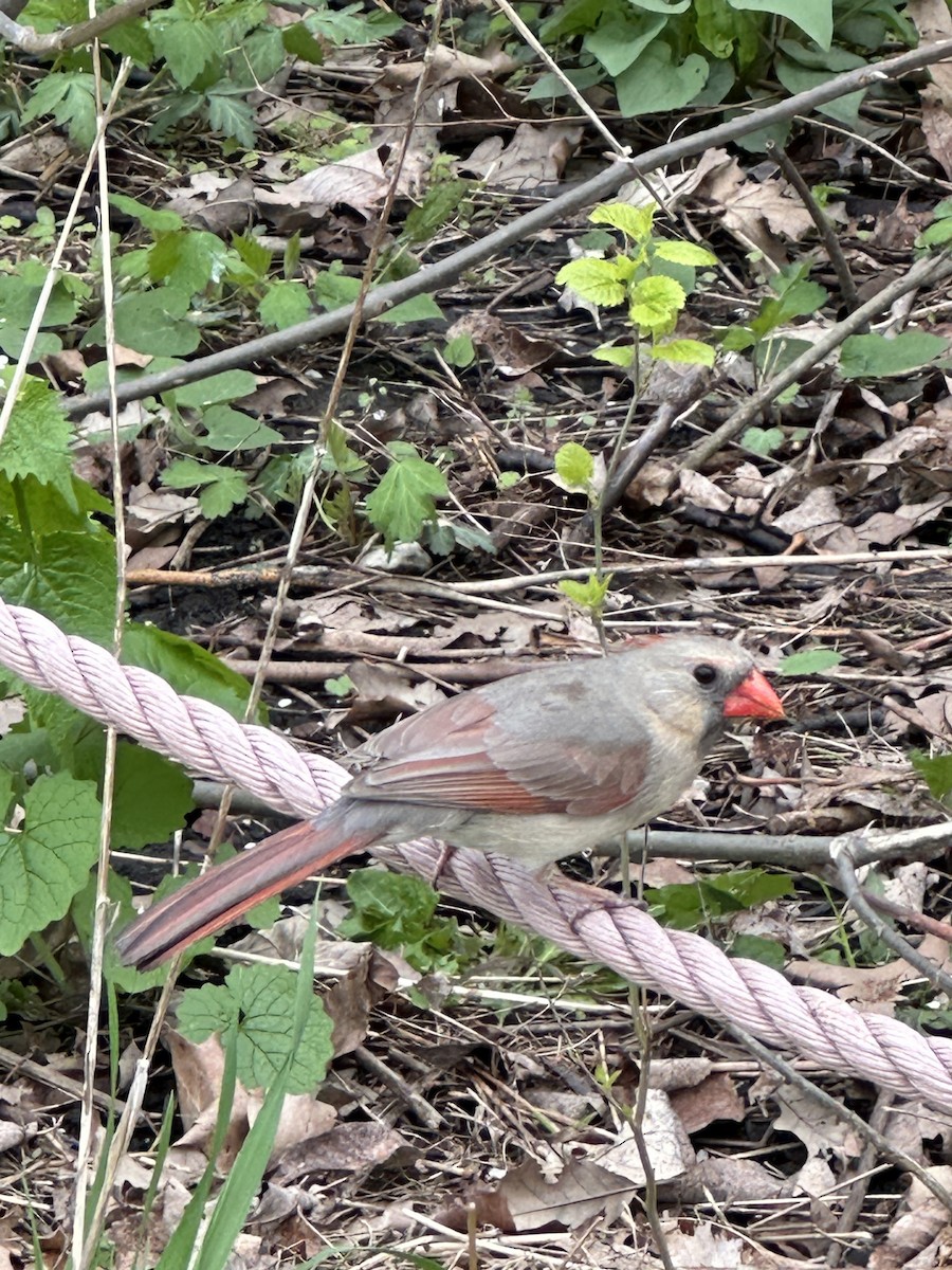 Northern Cardinal - Cole Lundquist