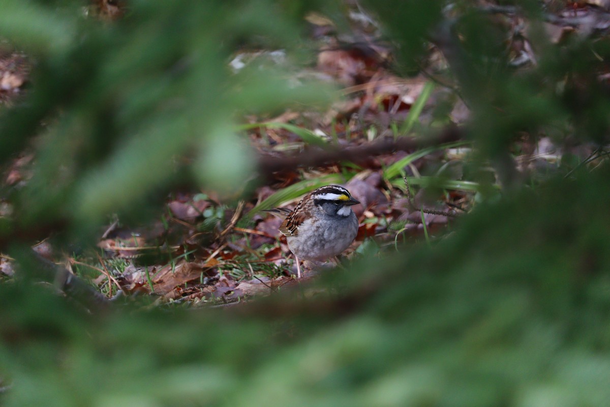 White-throated Sparrow - Philip Nearing