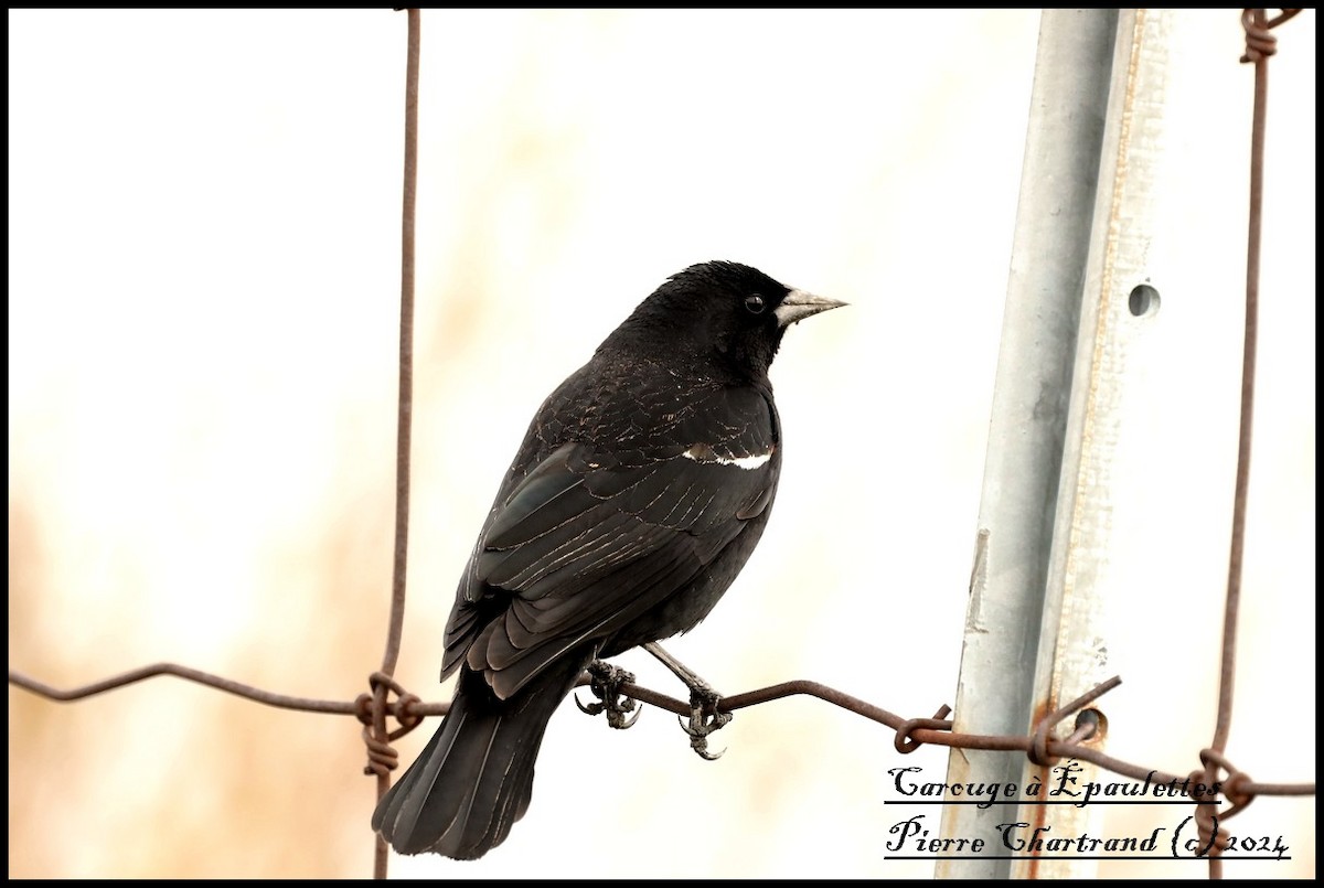 Red-winged Blackbird - pierre chartrand