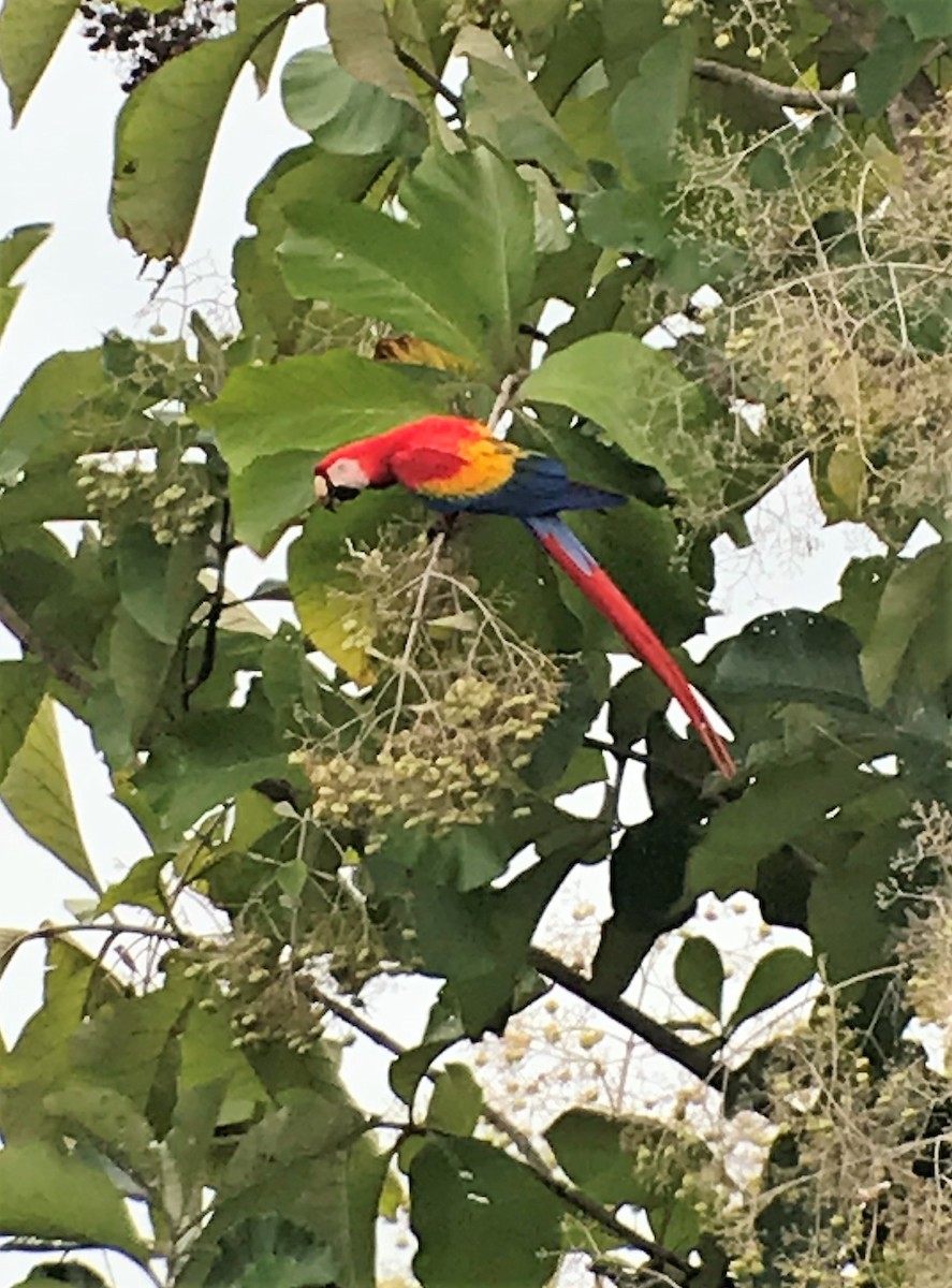 Scarlet Macaw - ML618174455