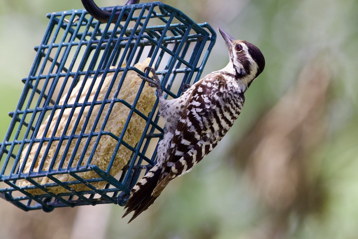 Ladder-backed Woodpecker - Gary Desormeaux
