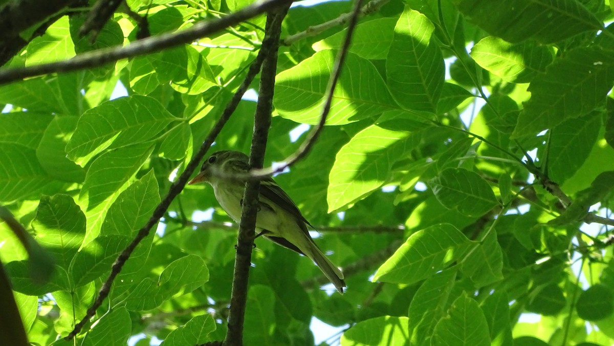 Acadian Flycatcher - Amy Simmons