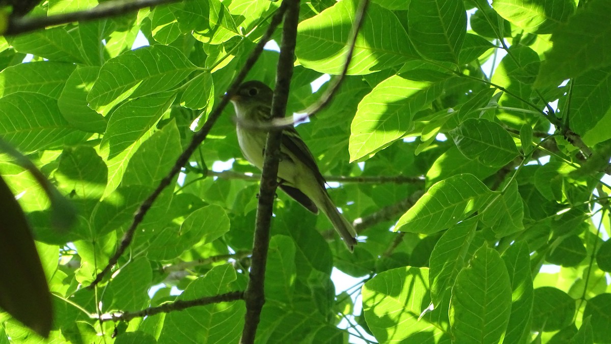 Acadian Flycatcher - Amy Simmons