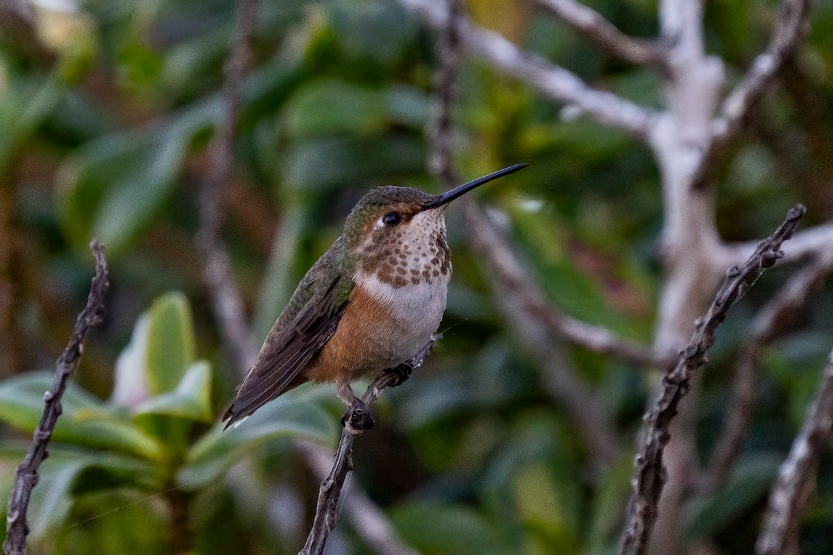 Allen's Hummingbird - ML618174516