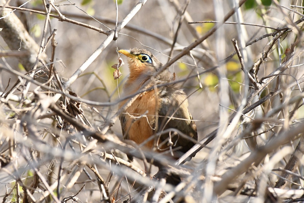 Lesser Ground-Cuckoo - L.Vidal Prado Paniagua