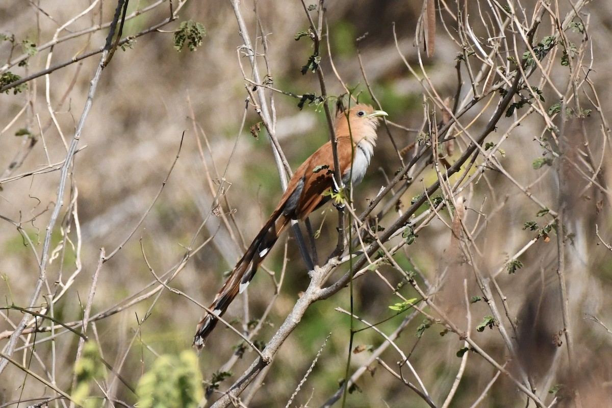 Squirrel Cuckoo - L.Vidal Prado Paniagua