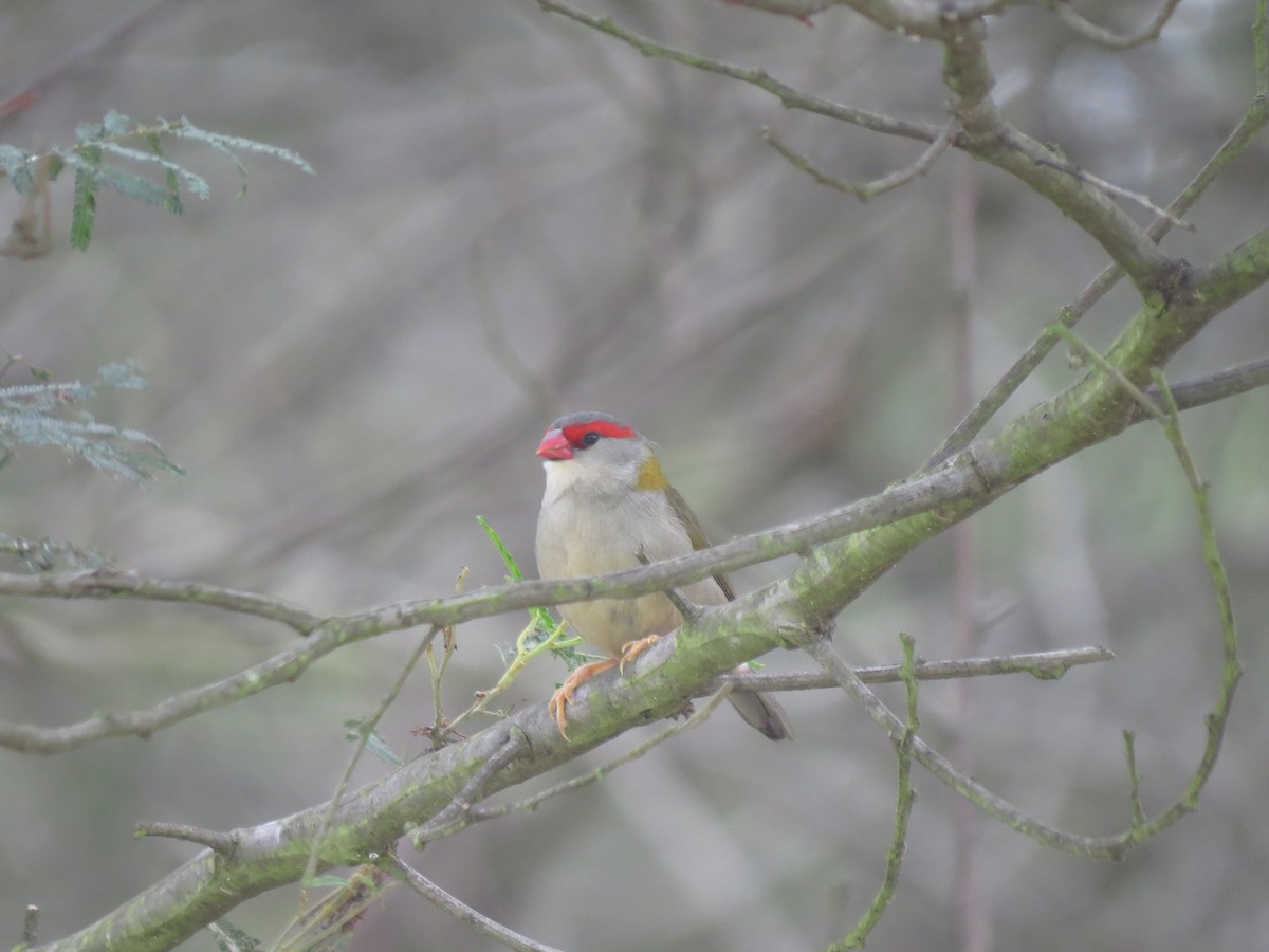 Red-browed Firetail - ML618174622