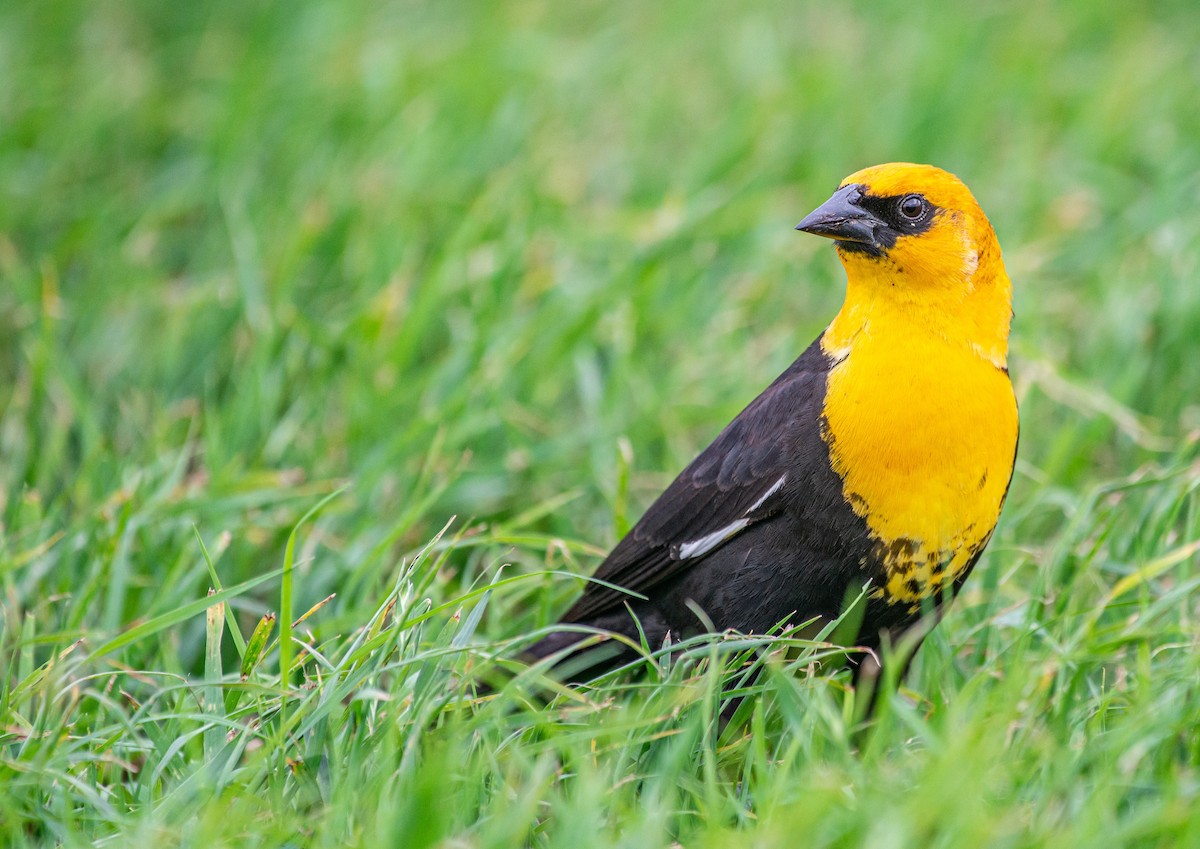 Yellow-headed Blackbird - ML618174638