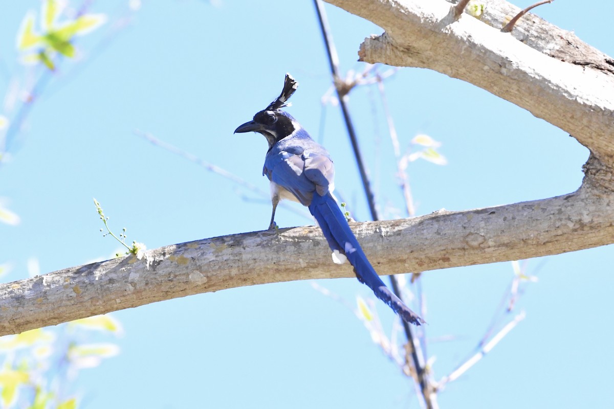 Black-throated Magpie-Jay - ML618174658