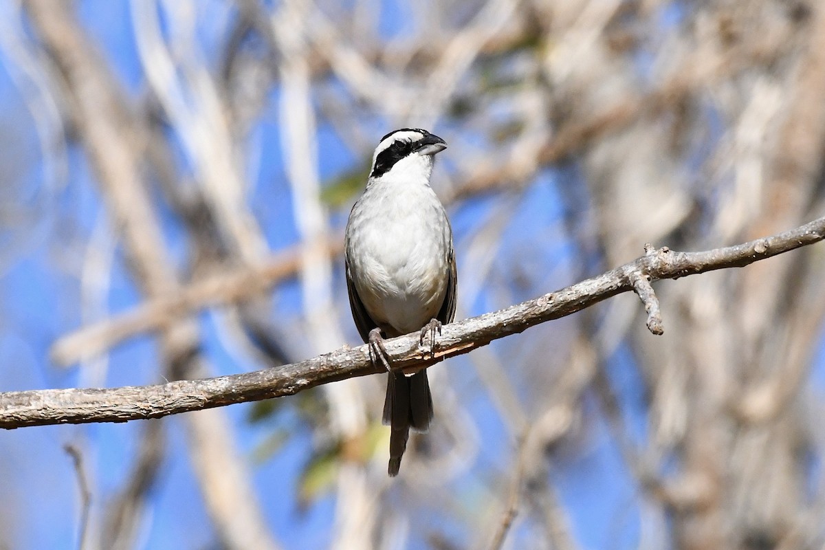 Stripe-headed Sparrow - L.Vidal Prado Paniagua