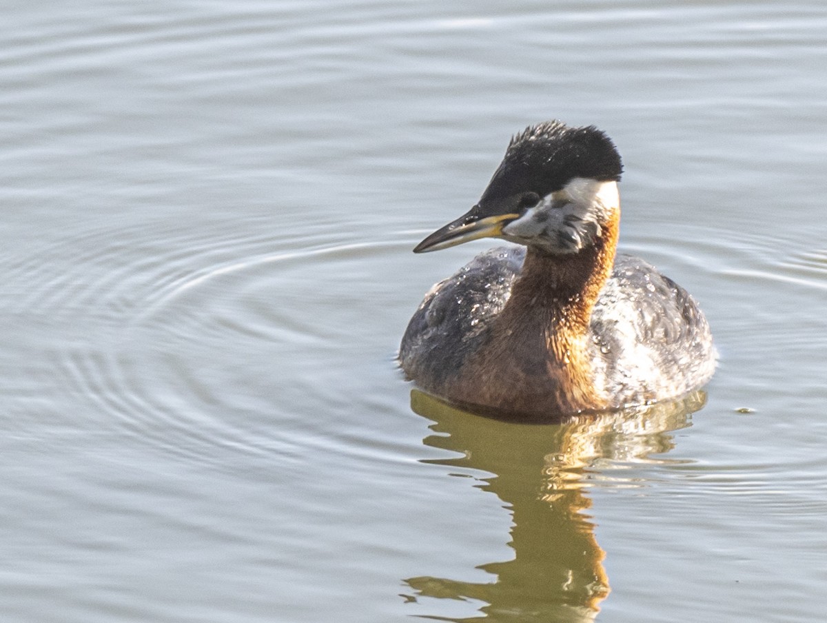 Red-necked Grebe - ML618174670