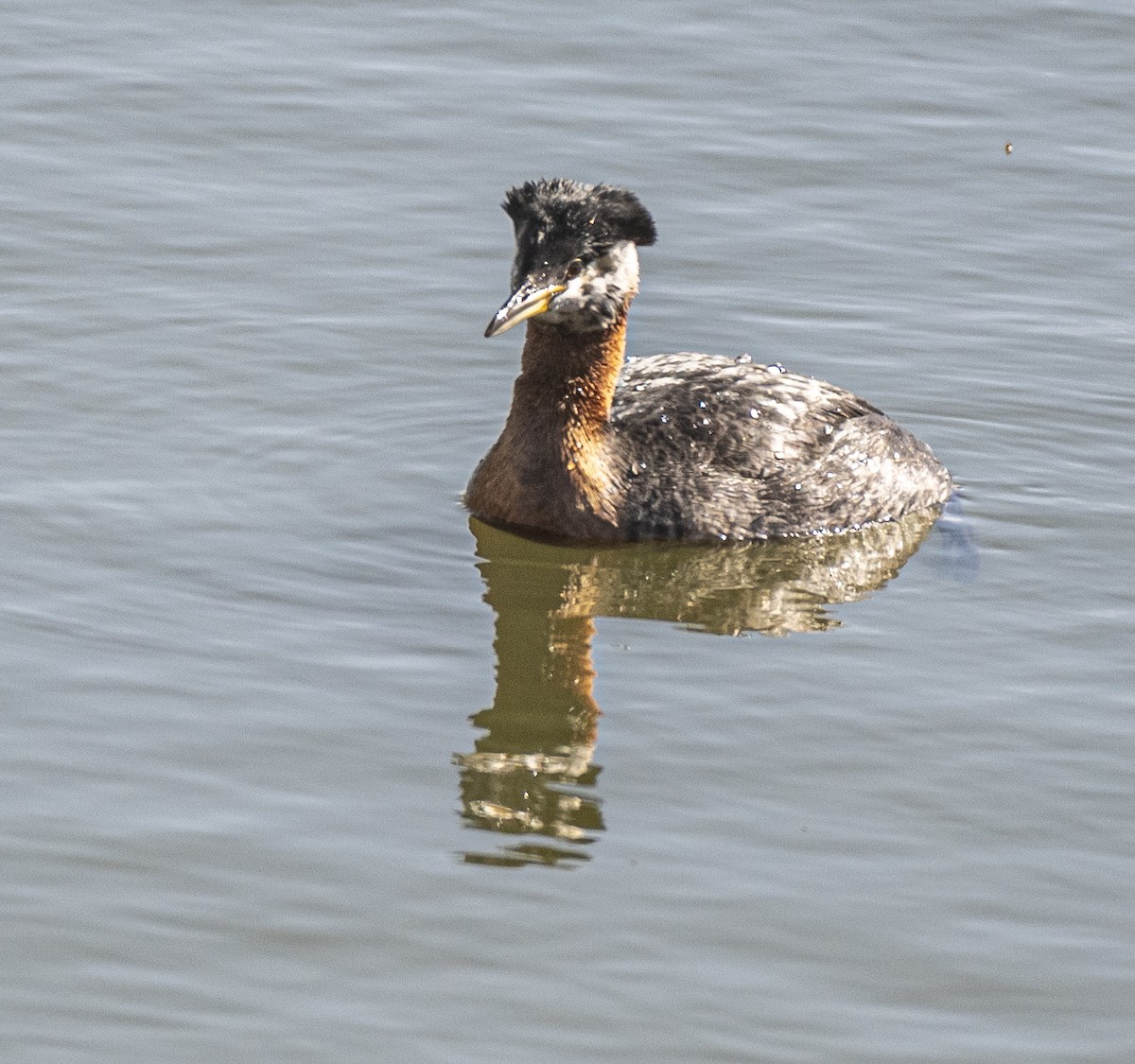 Red-necked Grebe - ML618174685