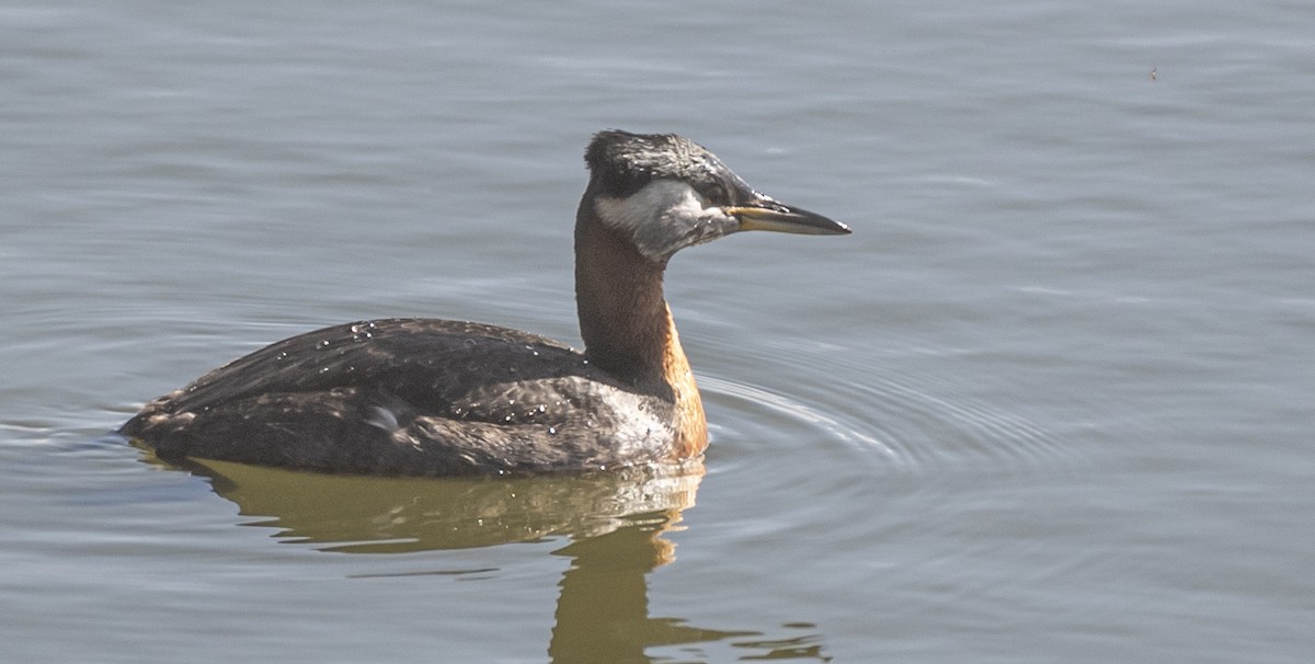 Red-necked Grebe - ML618174690