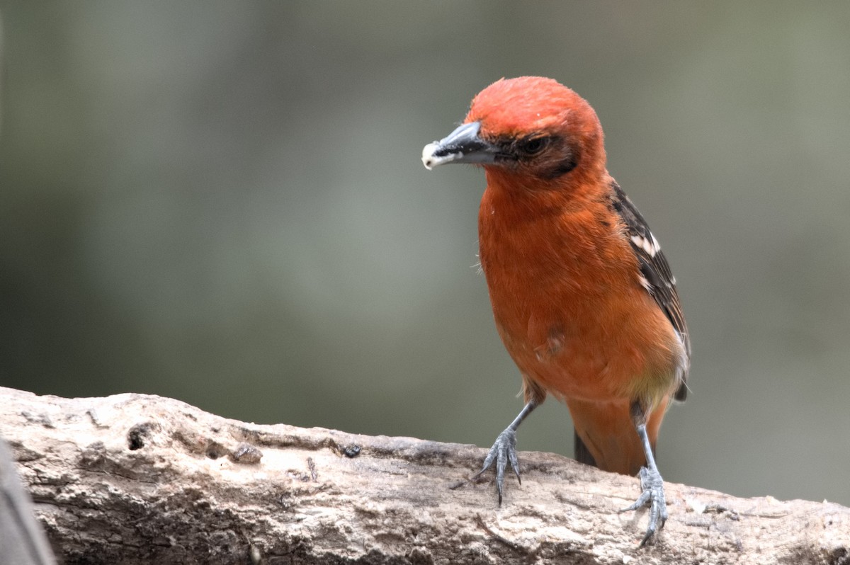 Flame-colored Tanager - Kevin Thompson