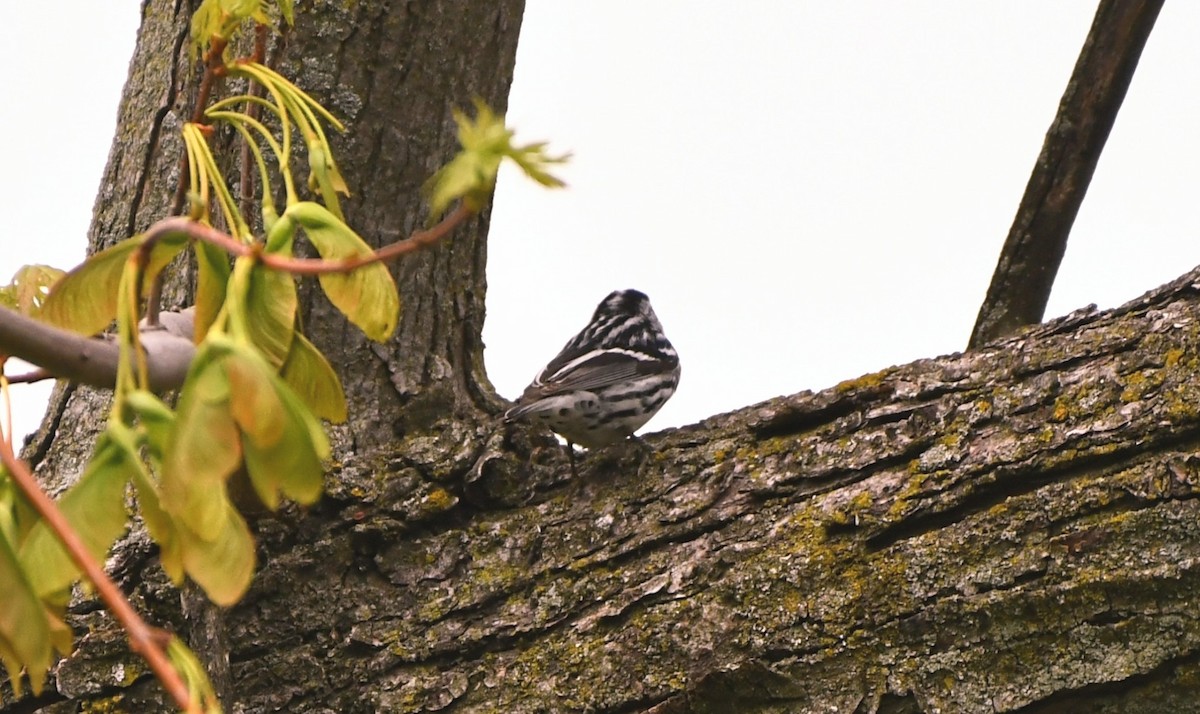 Black-and-white Warbler - ML618174702