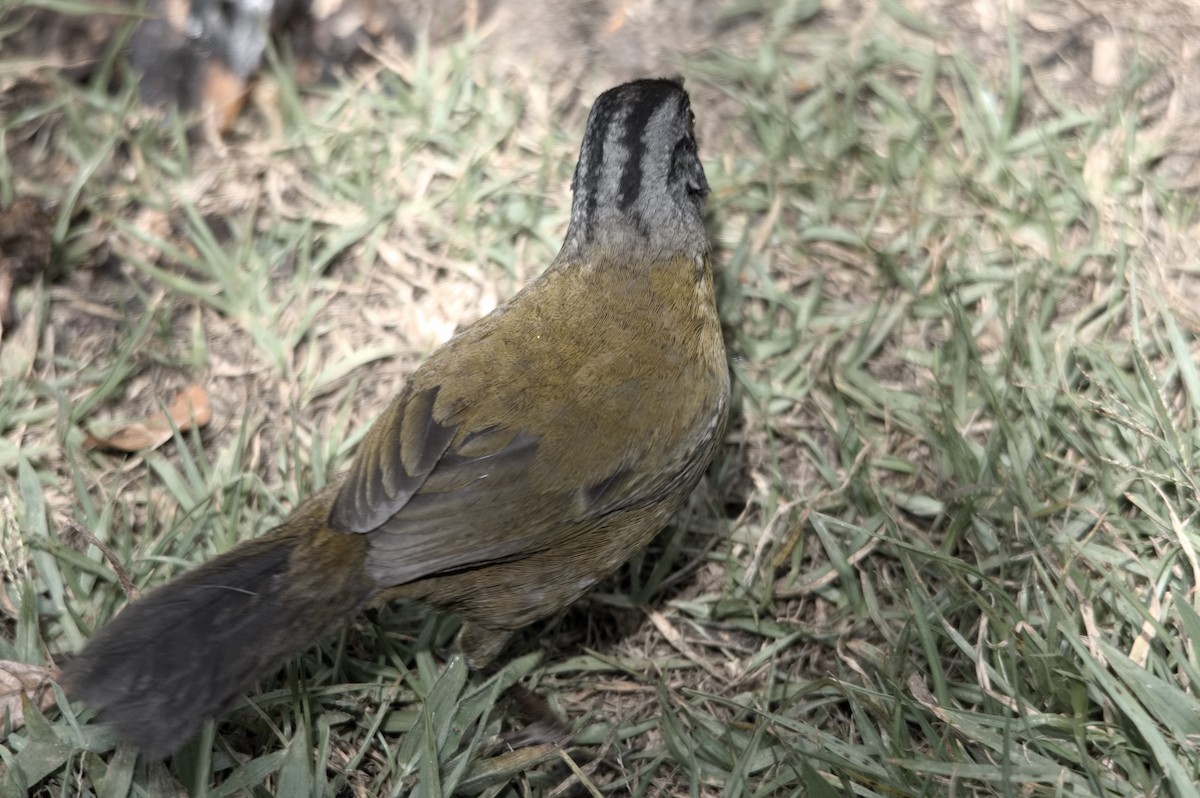 Large-footed Finch - ML618174711