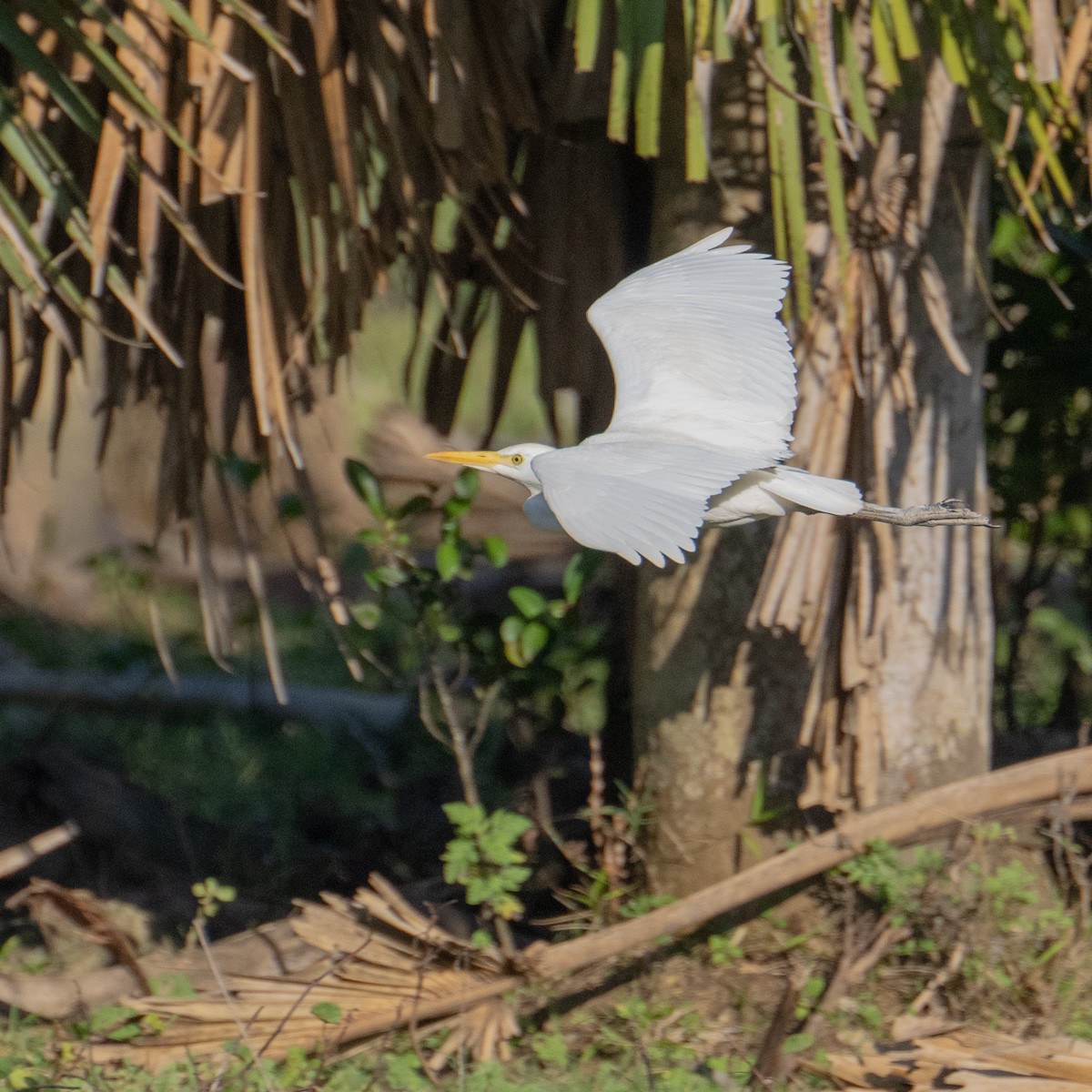 Чапля єгипетська (підвид ibis) - ML618174753