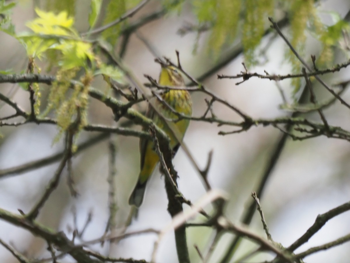 Palm Warbler (Yellow) - ML618174764