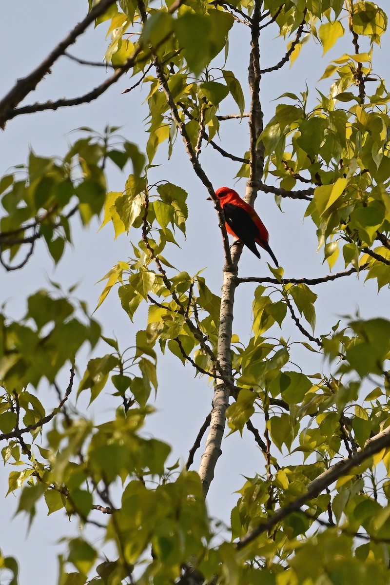 Scarlet Tanager - ML618174804