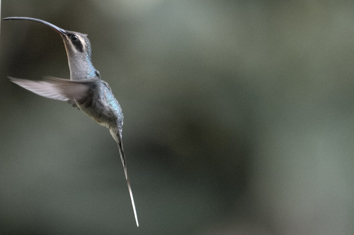 kolibřík šedobřichý - ML618174847