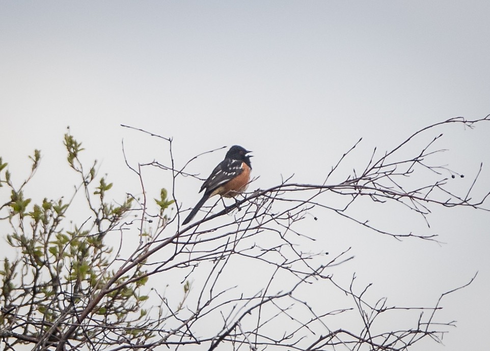 Spotted Towhee - ML618174871