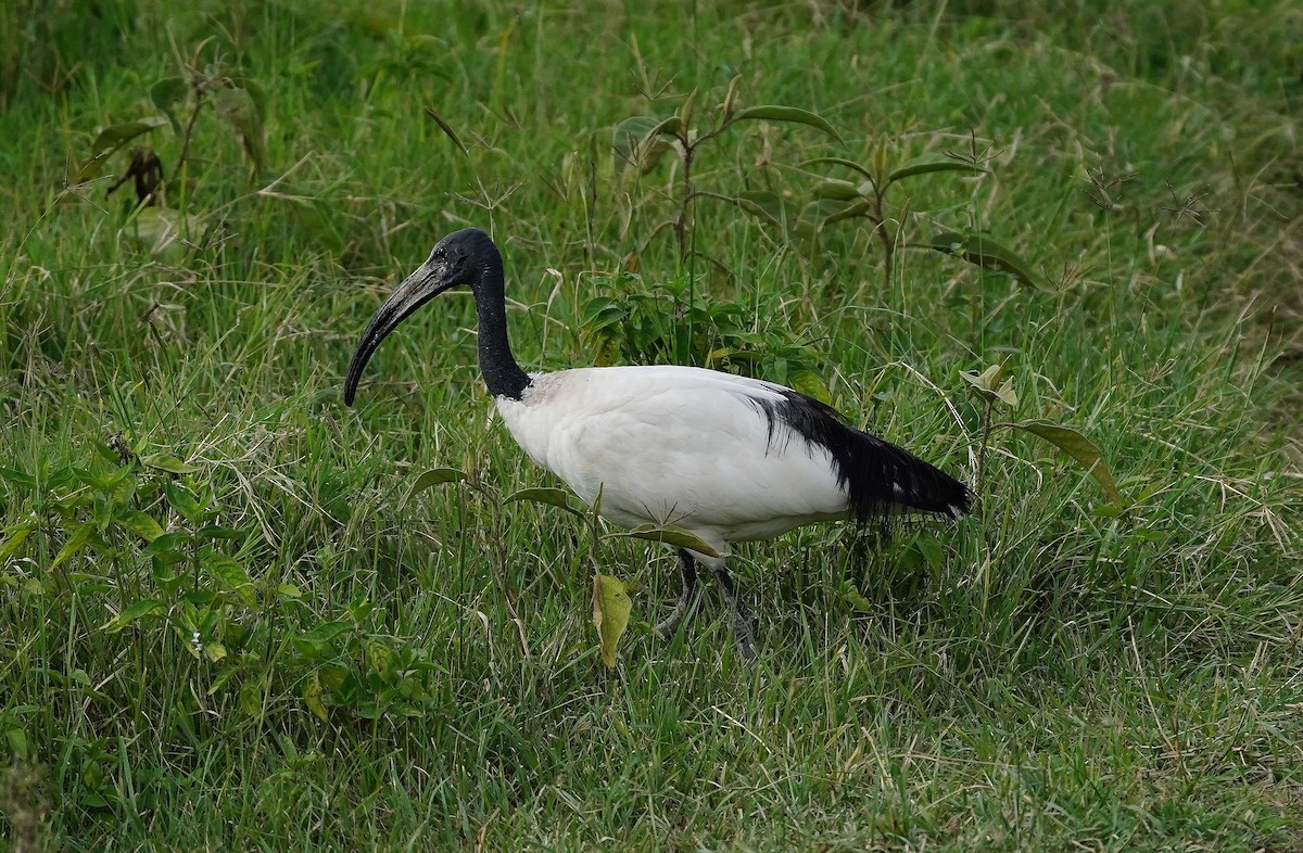 ibis posvátný - ML618174905