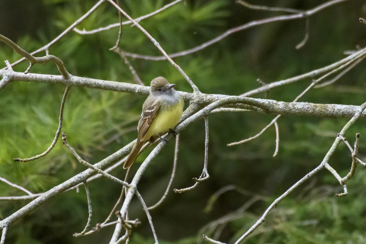 Great Crested Flycatcher - ML618174917