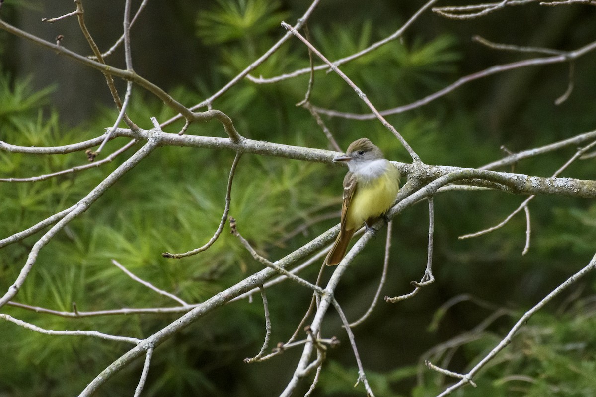 Great Crested Flycatcher - ML618174919
