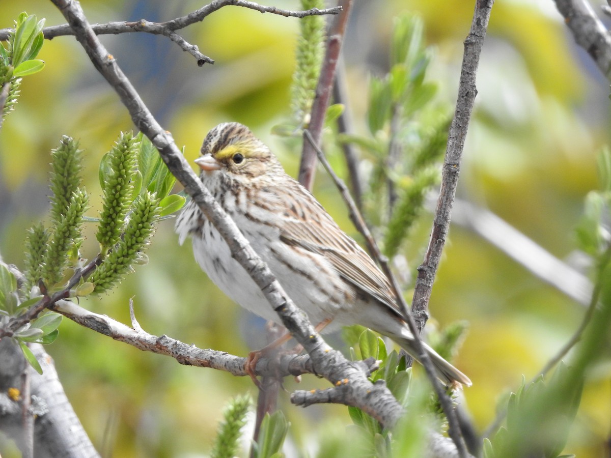 Savannah Sparrow - ML618174936