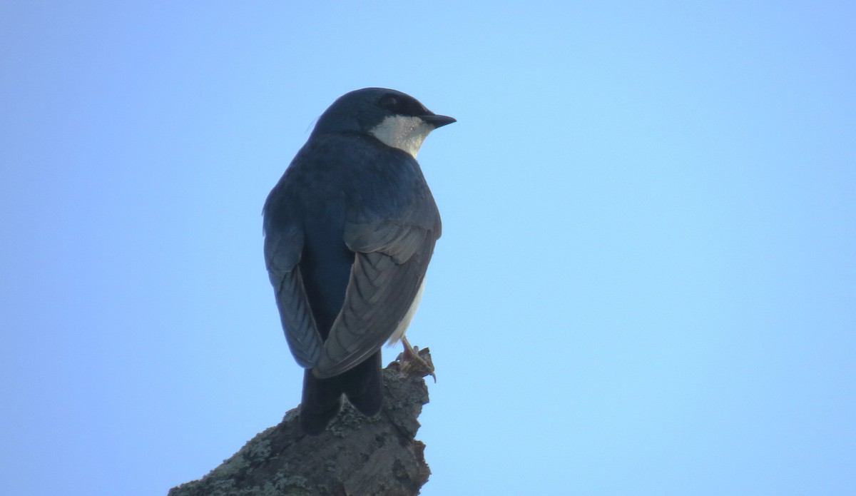 Tree Swallow - shelley seidman