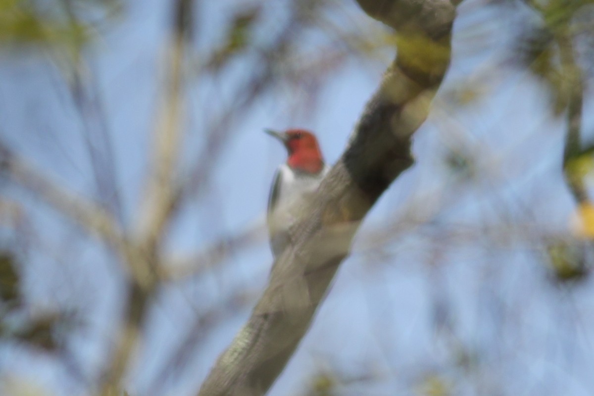 Red-headed Woodpecker - ML618174986
