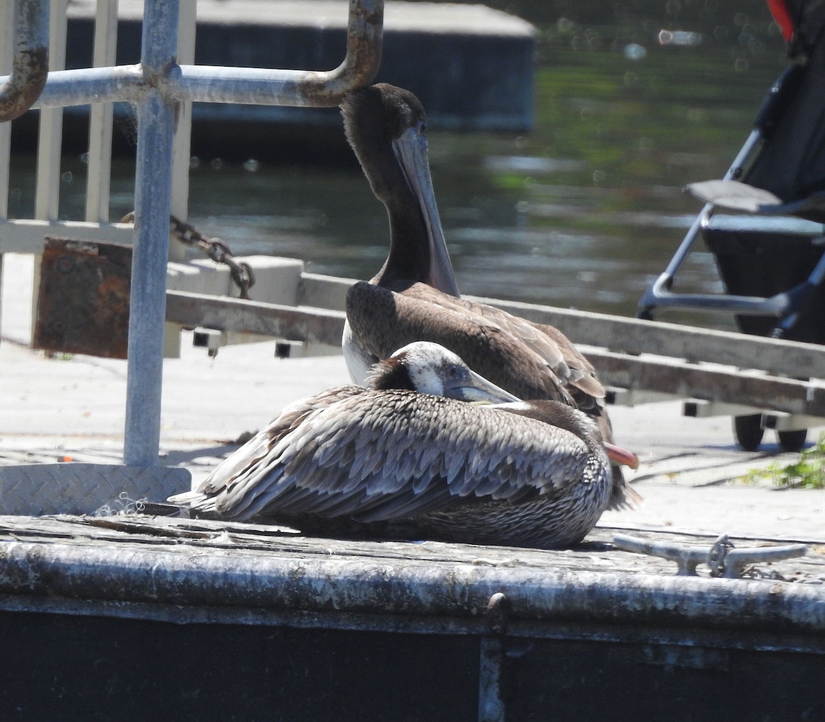 pelikán hnědý - ML618175015
